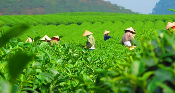 用科學(xué)說話春茶是否存在農(nóng)藥超標(biāo)問題?用農(nóng)藥殘留速測儀一測究竟! 用科學(xué)說話春茶是否存在農(nóng)藥超標(biāo)問題?用農(nóng)藥殘留速測儀一測究竟!