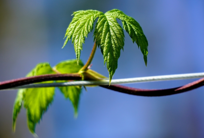 葉綠素測(cè)量?jī)x有效解決氮肥大量流失的問(wèn)題(合理施氮肥小妙招) 葉綠素測(cè)量?jī)x有效解決氮肥大量流失的問(wèn)題(合理施氮肥小妙招)