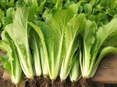 小白菜農(nóng)殘含量農(nóng)殘快速檢測(cè)儀器檢測(cè) 小白菜農(nóng)殘含量農(nóng)殘快速檢測(cè)儀器檢測(cè)
