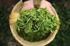 食品檢測儀器設備助力提升采摘春茶品質 食品檢測儀器設備助力提升采摘春茶品質